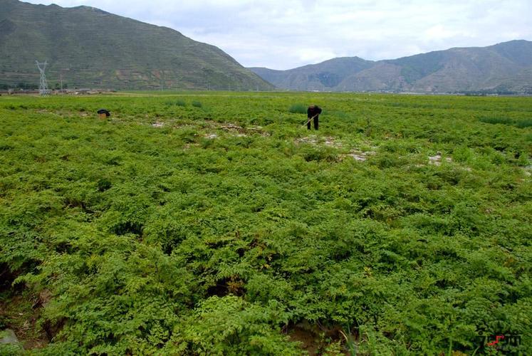 宁夏回族自治区:积极打造优质中药材柴胡种植基地