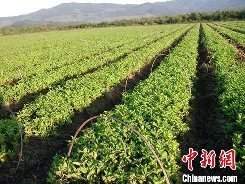 黑龙江今年中药材种植面积将达350万亩