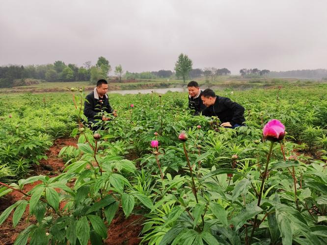 选择在毛祠村建立百草园中药材种植基地,目前已经种植了几十种中草药